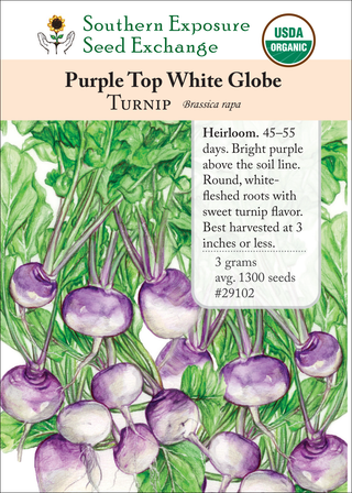 29102 Purple Top White Globe