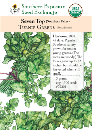 29201 - Seven Top (Southern Prize)