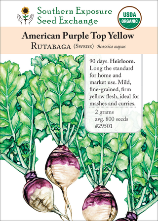 29501 - American Purple Top Yellow