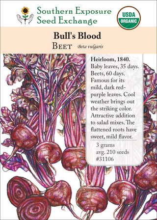 31106 bulls blood beet