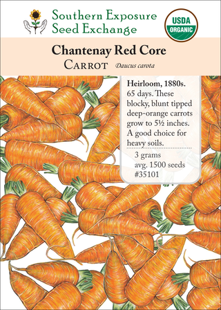 35101 - Chantenay Red Core