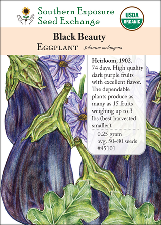 45101 Black Beauty Eggplant
