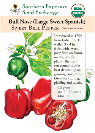 46101 - Bull Nose (Large Sweet Spanish)
