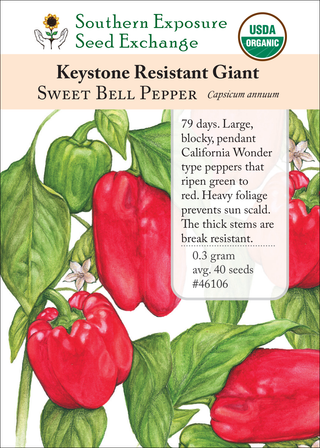 46106 Keystone Resistant Giant Sweet Bell Pepper