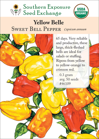 46109 Yellow Belle sweet bell pepper