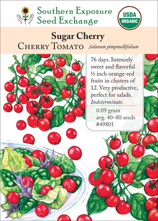 49801 Sugar Cherry