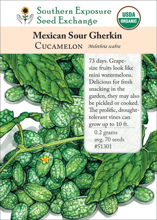 51301 Mexican Sour Gherkin