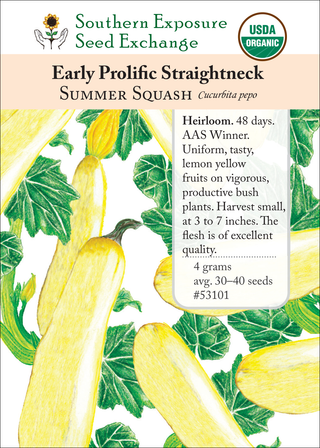 53101 Early Prolific Straightneck