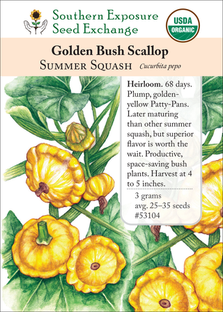 53104 Golden Bush Scallop