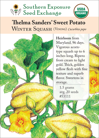 53111 Thelma Sanders Sweet Potato