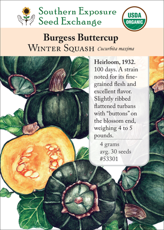 53301 Burgess Buttercup