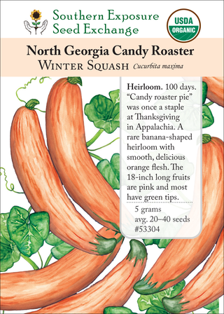 53304 North Georgia Candy Roaster