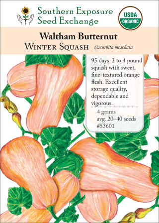 53601 Waltham Butternut