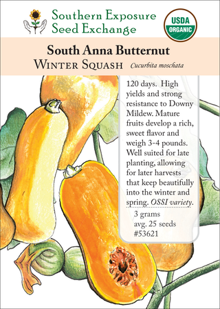 53621 - South Anna Butternut Winter Squash