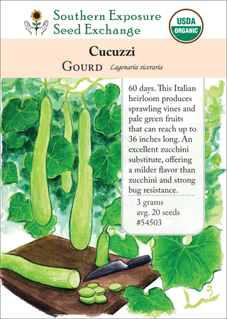 54503 - Cucuzzi (Zuchetta, Guinea Bean)