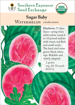 55111 Sugar Baby