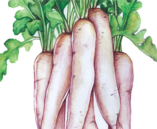 28201 - Daikon, Miyashige White