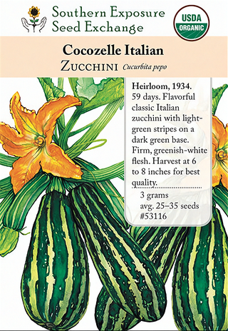 53116 - Cocozelle Italian
