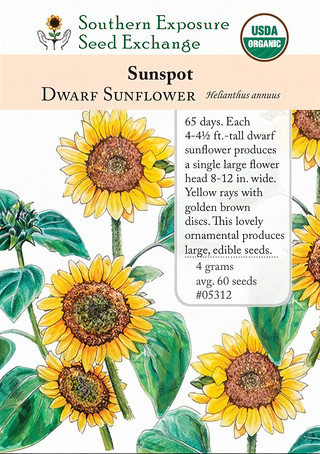 05312 - Sunflower, Sunspot