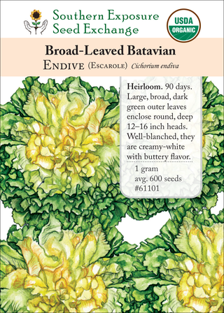 61101 Broad-Leaved Batavian