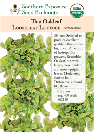 62110 Thai Oakleaf