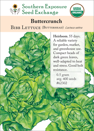 62302 Buttercrunch
