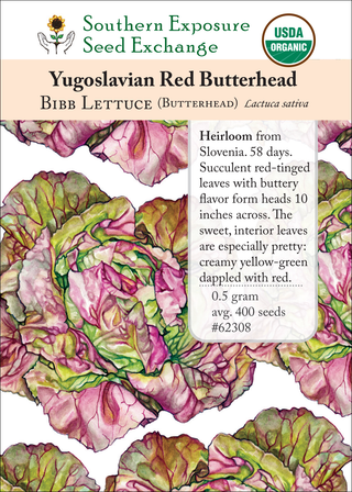 62308 Yugoslavian Red Butterhead