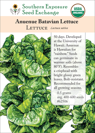 62506 Anuenue Batavian Lettuce