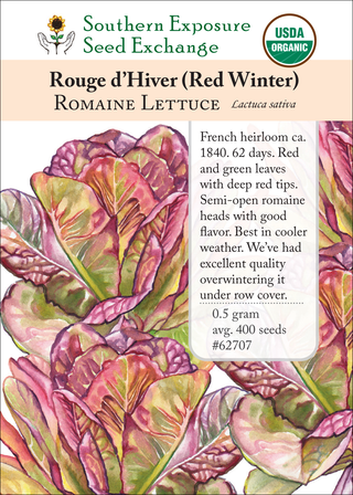 62707 Rouge d'Hiver (Red Winter)