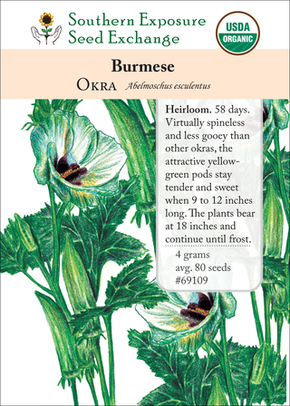 69109 Burmese