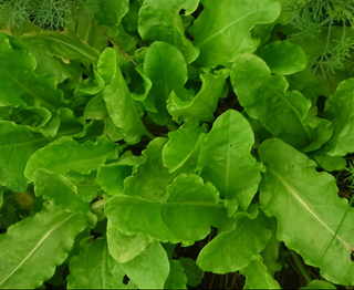 71246 - Sorrel, Garden