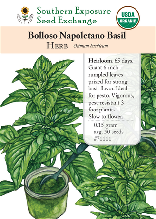 71111 Bolloso Napoletano