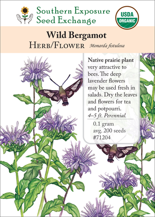 71204 Wild Bergamot