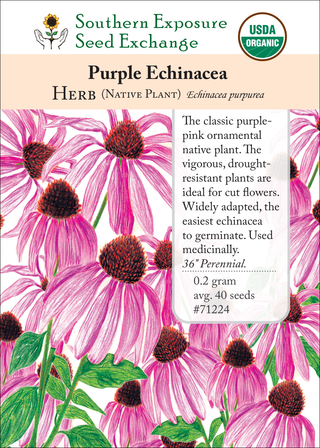71224 Purple Echinacea