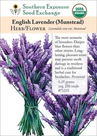 71231 English Lavender (Munstead)