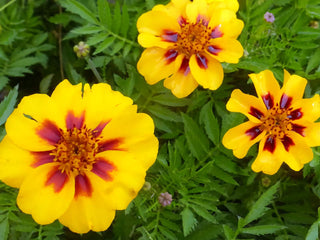 01167 - French Marigold, Naughty Marietta