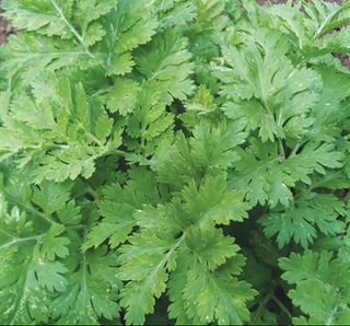 71228 - Feverfew