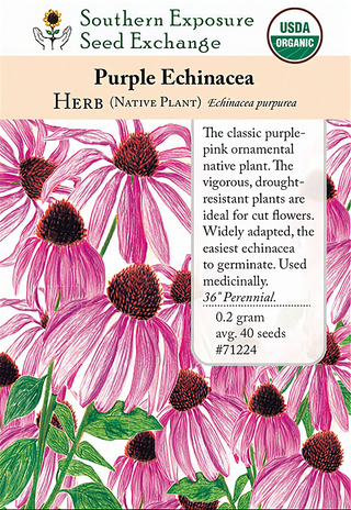 71224 - Echinacea Purpurea (Purple Coneflower)
