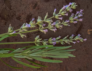 71231 - Lavender, English Munstead