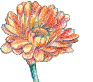 71303 - Calendula, Resina
