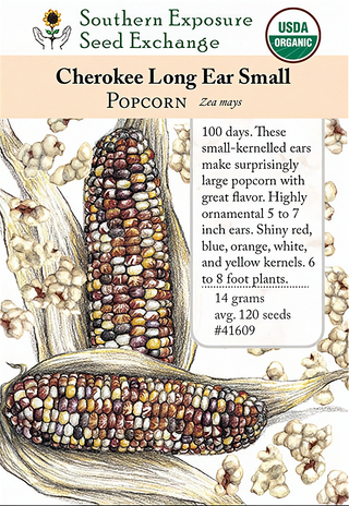 41609 - Cherokee Long Ear Small
