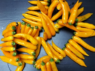 46526 - Aji Chinchi Amarillo Hot Pepper