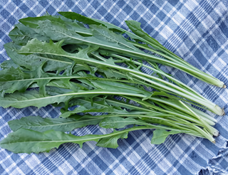 61501 - Chicory, Catalogna