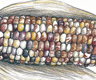 41609 - Cherokee Long Ear Small