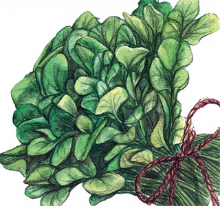 71307 - Belle Isle (Upland Cress)