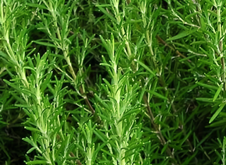 71239 - Rosemary