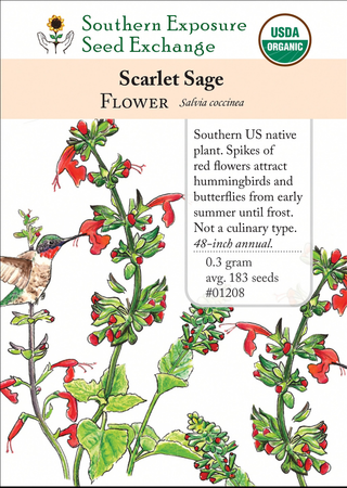 01208 - Scarlet Sage