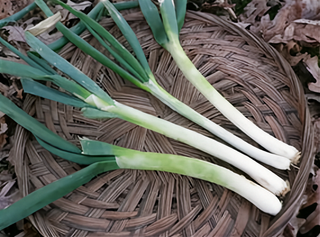 66501 - Evergreen Hardy White