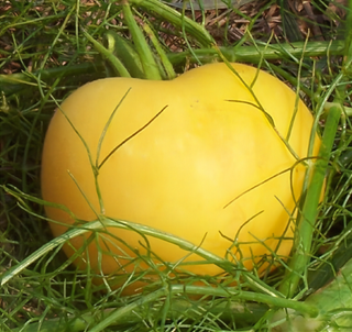 49201 - Garden Peach