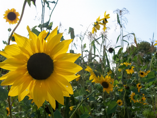 05315 - Beach Sunflower (Cucumber-Leaf)